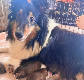 ママ:シェルティ