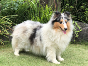 ママ:シェルティ