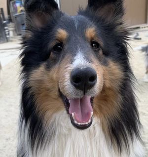 ママ:シェルティ