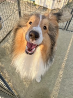 パパ:シェルティ