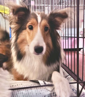 ママ:シェルティ