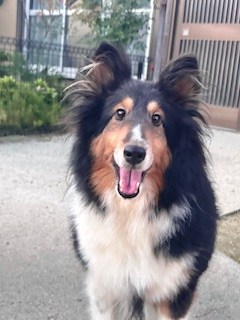 ママ:シェルティ