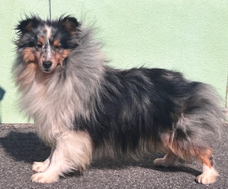 パパ:シェルティ