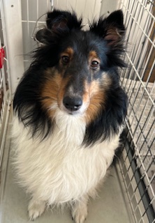 ママ:シェルティ