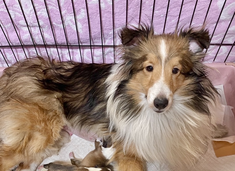 ママ:シェルティ