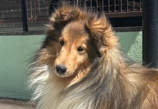 パパ:シェルティ