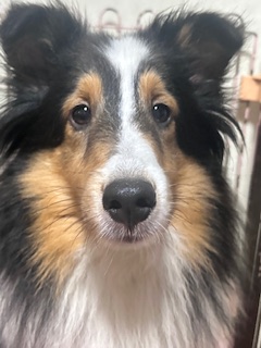 ママ:シェルティ