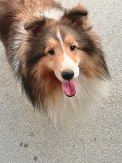 パパ:シェルティ