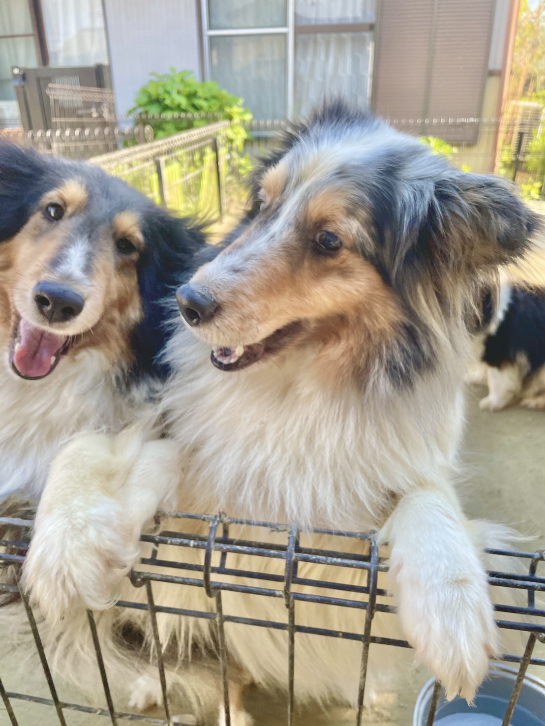 ママ:シェルティ