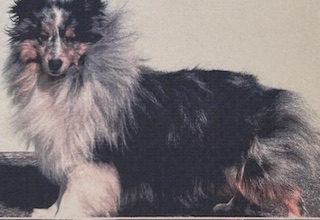 パパ:シェルティ