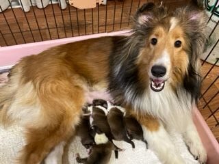 ママ:シェルティ