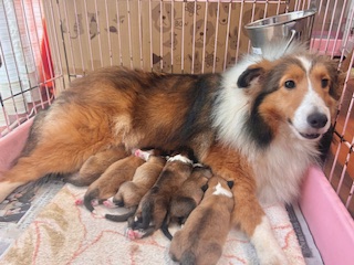 ママ:シェルティ