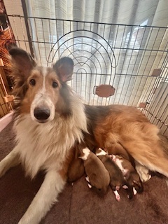 ママ:シェルティ